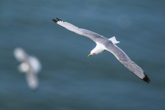 Black-legged Kittiwake, Rissa tridactyla, bird in flight over sea