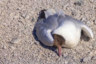 Black-headed gull laying dead on the ground due avian influenza