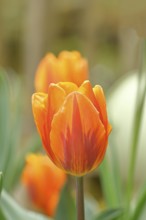 Tulip (Tulipa), flower orange colour in a flower bed Wilnsdorf, North Rhine-Westphalia, Germany,