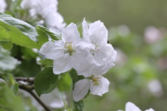 Apple blossoms (Malus), white blossoms with bokeh in the background, Wilnsdorf, Nordrhein.