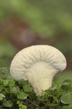 Bottle russula (Lycoperdon perlatum, Lycoperdon gemmatum), North Rhine-Westphalia, Germany, Europe