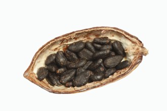 Cocoa tree (Theobroma cacao), halved cocoa fruit with cocoa beans