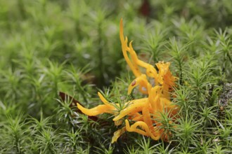 Yellow stagshorn (Calocera viscosa), North Rhine-Westphalia, Germany, Europe