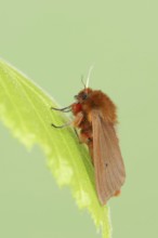 Cinnamon bear or ruby tiger (Phragmatobia fuliginosa), North Rhine-Westphalia, Germany, Europe