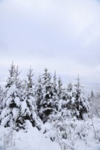 Snow-covered winter forest, snow-covered spruces (Picea abies) on the Rothaarsteig, North