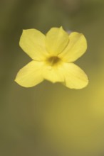 True winter jasmine or winter jasmine (Jasminum nudiflorum, Jasminum sieboldianum), flower,