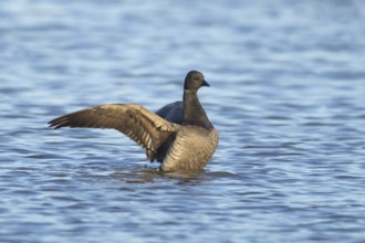 Brent goose (Branta bernicla) adult bird stretching its wings on a lake, England, United Kingdom,