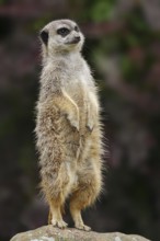 Meerkats (Suricata suricatta), captive, occurring in southern Africa