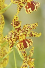 Cambria orchid (Cambria hybride), flower, ornamental plant, North Rhine-Westphalia, Germany, Europe