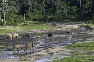 African forest elephants (Loxodonta cyclotis) in the Dzanga Bai forest clearing, Dzanga-Ndoki