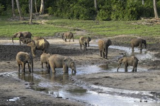 African forest elephants (Loxodonta cyclotis) in the Dzanga Bai forest clearing, Dzanga-Ndoki