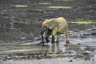 African forest elephant (Loxodonta cyclotis) in the Dzanga Bai forest clearing, Dzanga-Ndoki