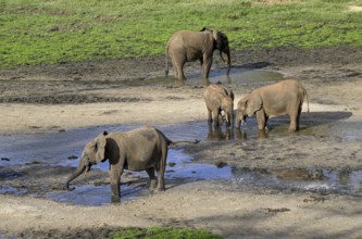 African forest elephants (Loxodonta cyclotis) in the Dzanga Bai forest clearing, Dzanga-Ndoki