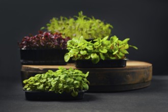 Low key photo of sorrel, amaranth, watercress and melissa microgreens sprouts in trays on black