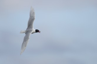 Mediterranean gull (Ichthyaetus melanocephalus) adult bird calling in flight, England, United