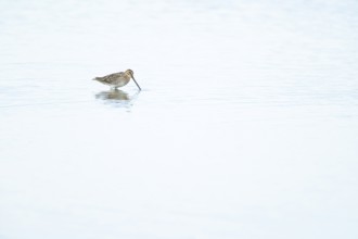 Common snipe (Gallinago gallinago) adult bird feeding in a shallow lagoon, Lincolnshire, England,