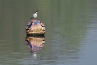 Common tern (Sterna hirundo) adult bird calling from a bouy in a lake, England, United Kingdom,