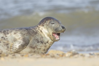 Grey seal (Halichoerus grypus) adult animal yawning on a seaside beach, Norfolk, England, United