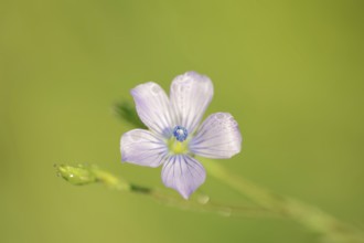 Biennial flax or wild flax (Linum bienne, Linum angustifolium), flower, Provence, southern France