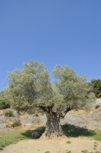 Olive tree or olive tree (Olea europaea), Provence, southern France