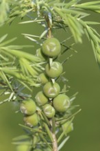 Cade (Juniperus oxycedrus), twig with unripe cones, Provence, southern France