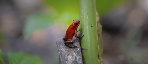 Strawberry poison-dart frog (Oophaga pumilio), Tortuguero National Park, Costa Rica, Central