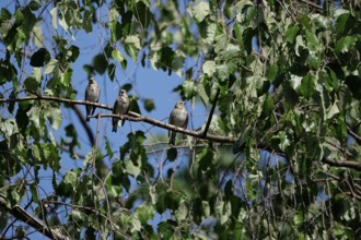 Young goldfinches, September, Saxony, Germany, Europe