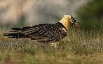 Old bearded vulture (Gypaetus barbatus), sheep bone, Catalonia, Pyrenees, Spain, Europe