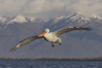 Dalmatian pelican (Pelecanus crispus), flying, snow-capped mountains in the background, magnificent