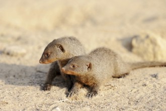 Banded mongoose (Mungos mungo), young animals, captive, occurrence in Africa