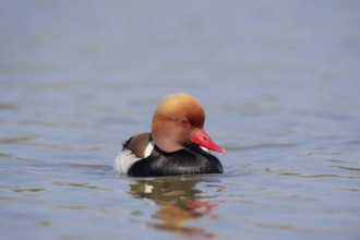 Red-crested pochard (Netta rufina), male, Camargue, Provence, southern France