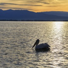 Single Dalmatian Pelican (Pelecanus crispus) swimming in Lake Kerkini, Lake Kerkini, morning mood,