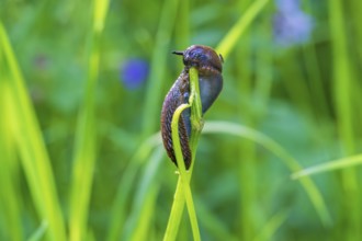 Round back slug (Arionidae) eating on a plant stem on a grass meadow