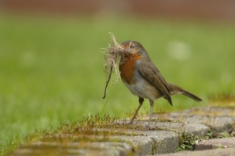 European robin (Erithacus rubecula) adult bird in a garden with nesting material in its beak in