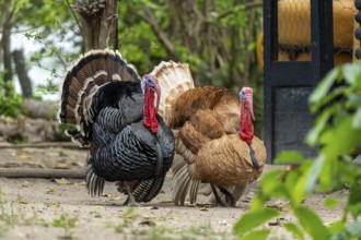 Turkeys (Meleagris gallopavo), Pousada Sao Joao, Estrada Parque Pantanal MS, Nhecolandia, Corumba,