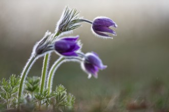 Common pasque flower (Pulsatilla vulgaris), Ranunculaceae, Rauer Stein, Irndorf, Upper Danube