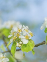 Blossoms of a pear (Pyrus), fruit tree, diffuse background, cropped, portrait format, nature photo,