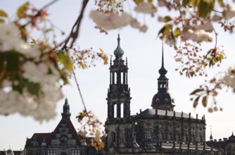 Dresden in spring, blossom of the ornamental cherry, view to the Hofkirche, Saxony, Germany, Europe