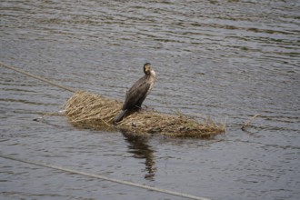 Cormorant, April, Germany, Europe