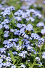 Forget-me-not, Spring, April, Germany, Europe