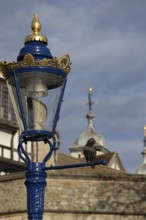 Common starling (Sturnus vulgaris) adult bird on a metal lamp post with a dome of the Tower of