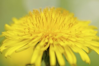 Common dandelion (Taraxacum sect. Ruderalia), Germany, Europe