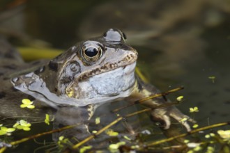 Common frog (Rana temporaria) adult croaking in a garden pond in the spring, Suffolk, England,