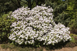 White and mauve flowering Rhododendron, Azalea shrub in spring, Montreal Botanical Garden, Quebec,