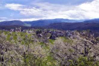 View of the village of Nuglar with flowering cherry trees (Prunus avium), Canton Solothurn,