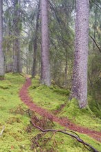 Winding path in a spruce forest with green moss on the ground