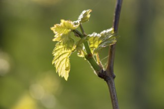 Young leaves of a grapevine in spring, viticulture, budding, shoots, vines, Baden-Württemberg,