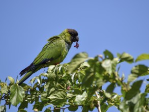 Nanday Parakeet (Aratinga nenday) in the wild, seen in Buenos Aires, Argentina, South America