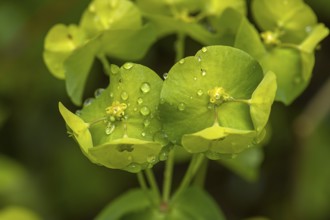 Flowers of an Wood Spurge (Euphorbia amygdaloides), Bavaria, Germany, Europe