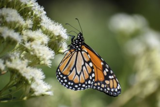 Monarch butterfly (danaus erippus, the sister species of Danaus plexippus) on wildflower